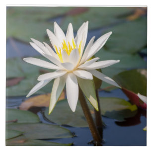 White lotus flower tile