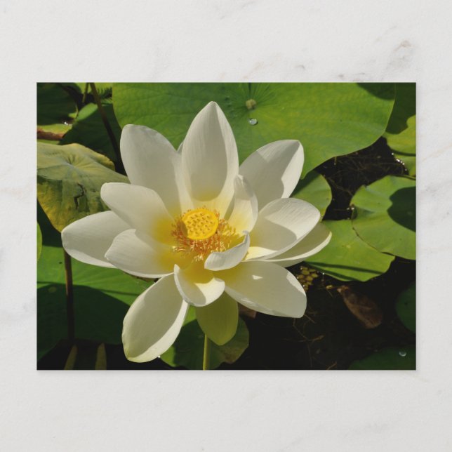 White Lotus flowers in a pond Holiday Postcard (Front)