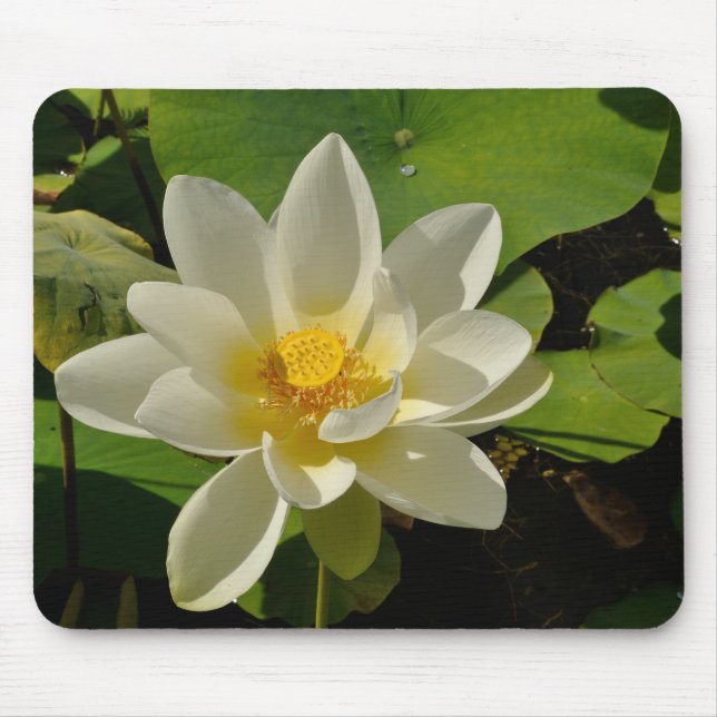 White Lotus flowers in a pond Mouse Pad (Front)