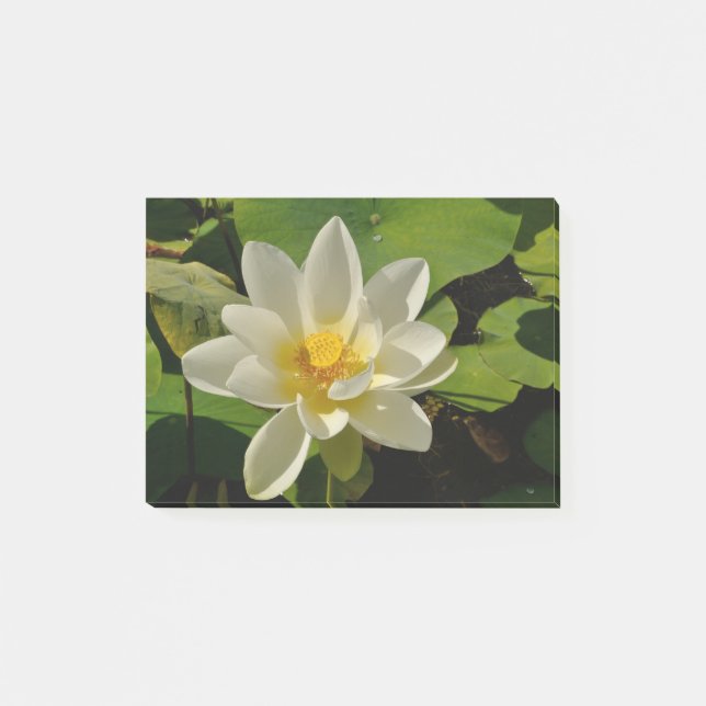 White Lotus flowers in a pond Post-it Notes (Front)