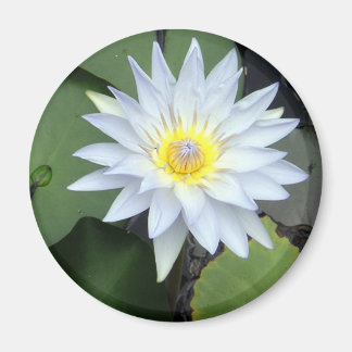 White Lotus Magnet