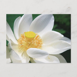 White Lotus Postcard