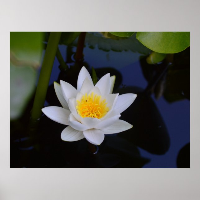 White Lotus Poster (Front)