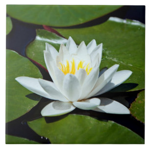 White Lotus Water-lily Ceramic Tile Trivet