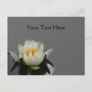 White Lotus Water Lily Flower Nature Postcard