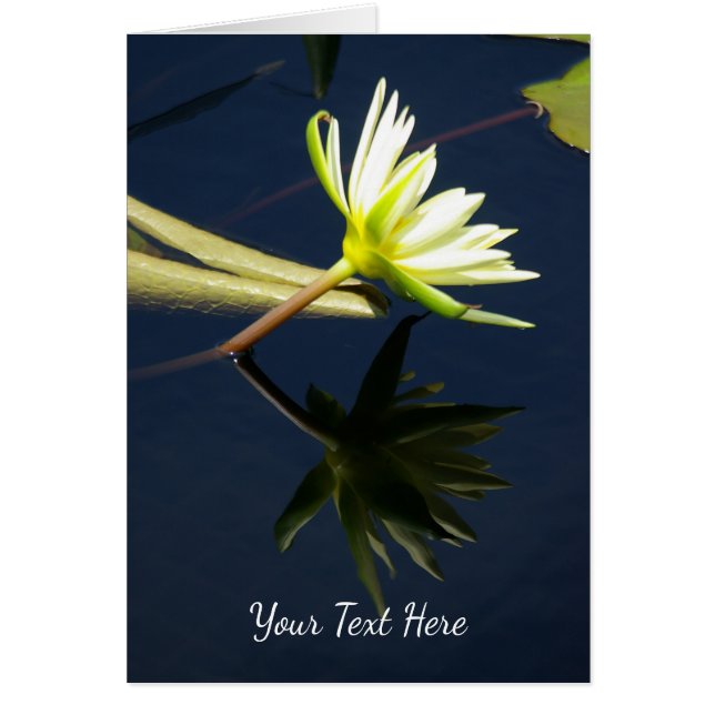 White Lotus Waterlily (Front)