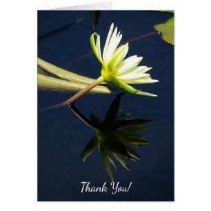 White Lotus Waterlily