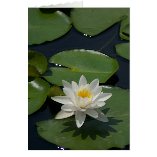 White Lotus Waterlily Card (Front)