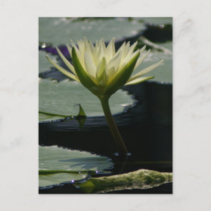 White Lotus Waterlily Postcard