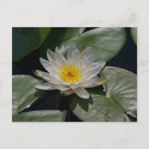 White Lotus Waterlily Postcard