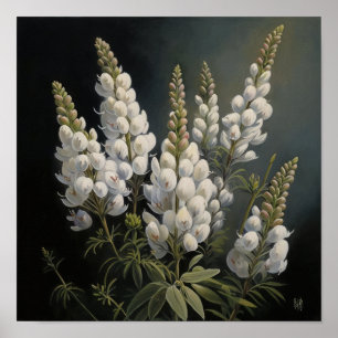White Lupine Flower Art Print Poster
