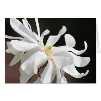 White magnolia