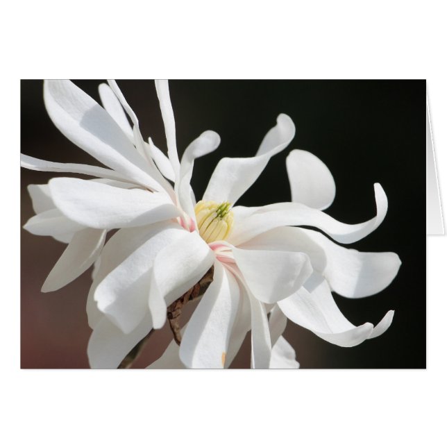 White magnolia (Front Horizontal)