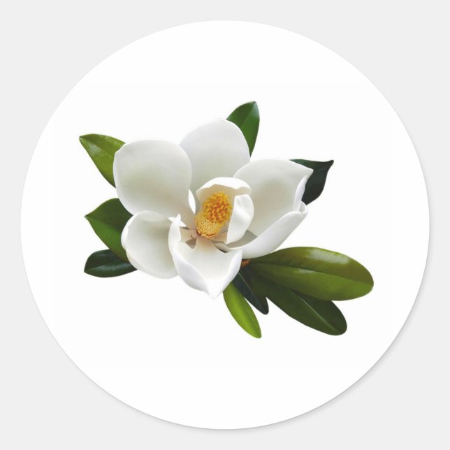 white magnolia bloom classic round sticker (Front)