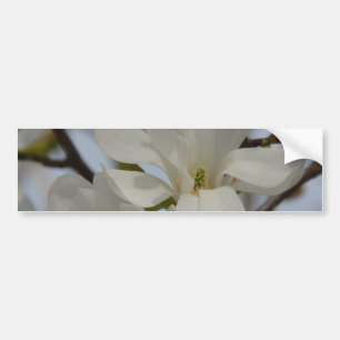 White Magnolia Blooming in the Spring Bumper Sticker