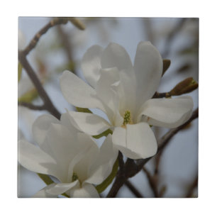 White Magnolia Blooming in the Spring Tile