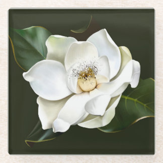 White Magnolia Closeup Green Background Glass Coaster
