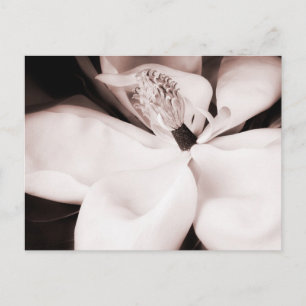 White Magnolia Flower Black Background Abstract Postcard
