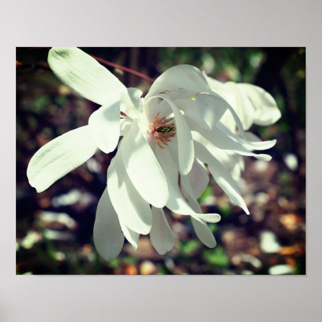 White Magnolia Flower Blossom Close Up Poster (Front)