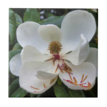 White Magnolia flower