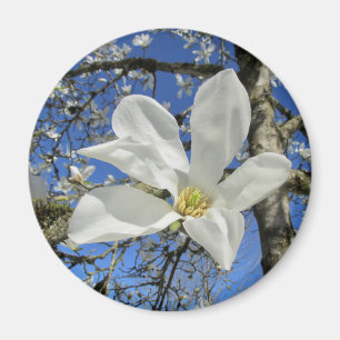 White Magnolia Flower in Tree. Magnet