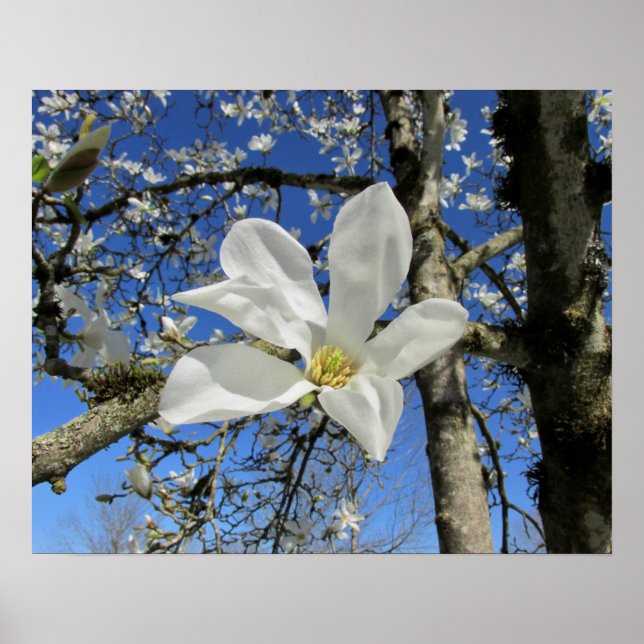White Magnolia Flower in Tree Poster (Front)