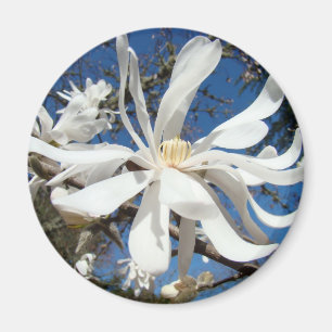 White Magnolia Flower magnets Tree Blossoms