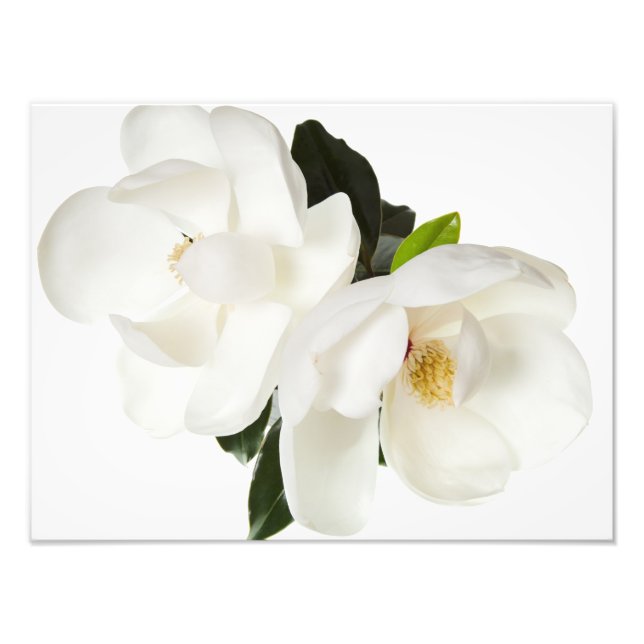 White Magnolia Flower Magnolias Floral Flowers Photo Print (Front)