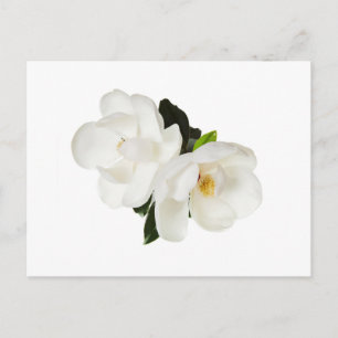 White Magnolia Flower Magnolias Floral Flowers Postcard