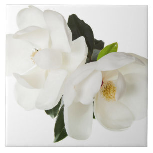 White Magnolia Flower Magnolias Floral Flowers Tile