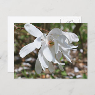 White Magnolia Flower Personalized Postcard