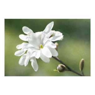 White Magnolia Flower Photo Print