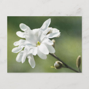 White Magnolia Flower Postcard