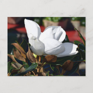 White Magnolia Flower Postcard