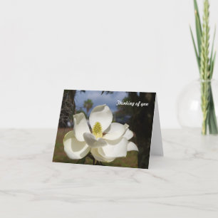 White Magnolia flower says Thinking of You Card