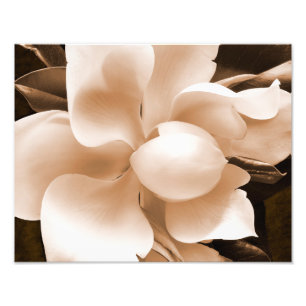 White Magnolia Flower Sepia Black Background Photo Print