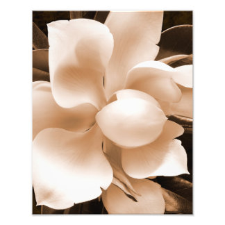 White Magnolia Flower Sepia Black Background Photo Print