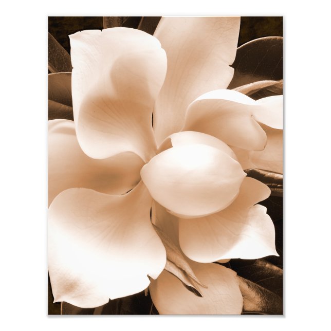 White Magnolia Flower Sepia Black Background Photo Print (Front)