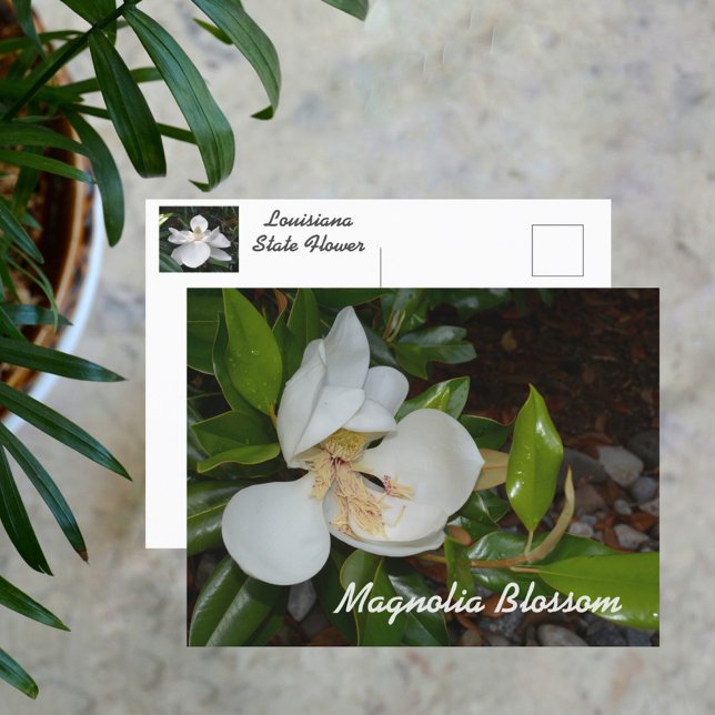 White Magnolia Louisiana State Flower Photographic Postcard (Creator Uploaded)