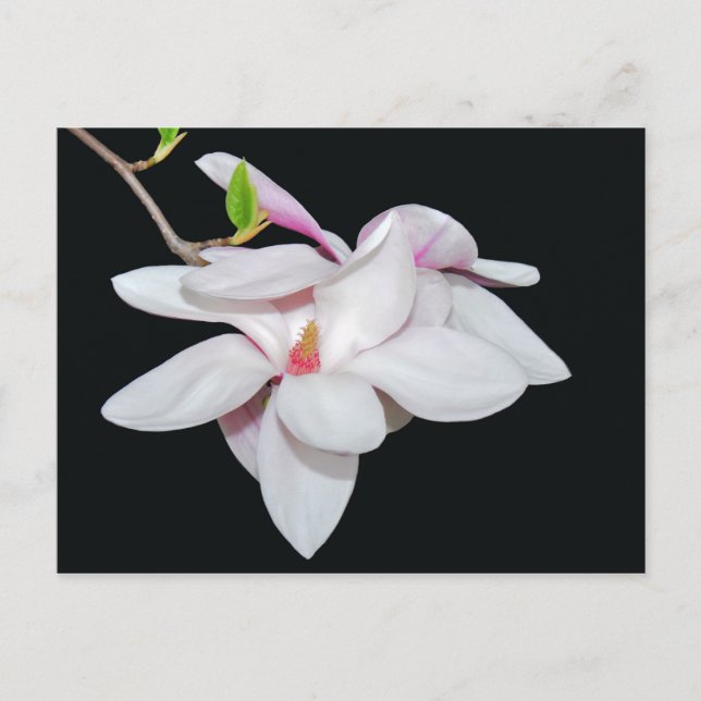 White Magnolia Postcard (Front)
