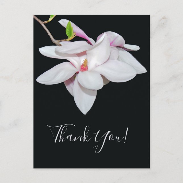 White Magnolia Postcard (Front)