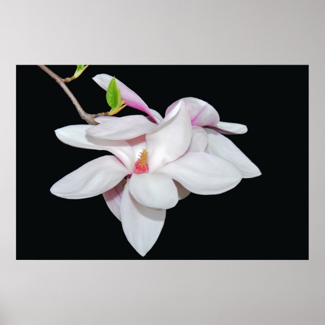 White Magnolia Poster (Front)