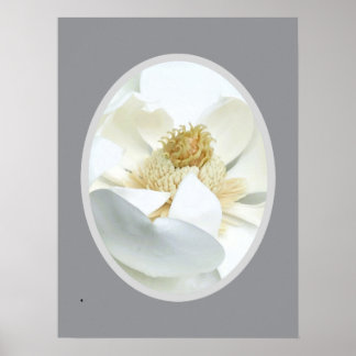                          White Magnolia            Poster