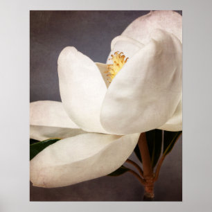 White Magnolia Tree Flower Floral Flowers Grey Poster