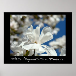 White Magnolia Tree Flowers art prints