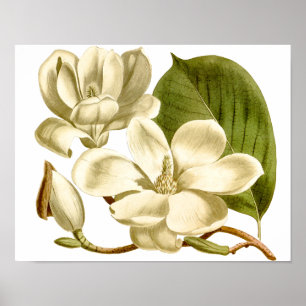 White Magnolias Floral Poster Print