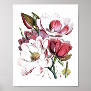 White Magnolias Flower Vintage Old Illustration Poster