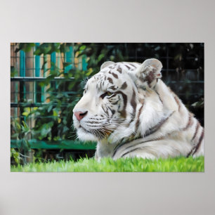 White Majesty – Resting Tiger Wildlife Poster
