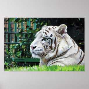 White Majesty – Resting Tiger Wildlife Poster