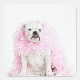 White male dog with pink boa square sticker